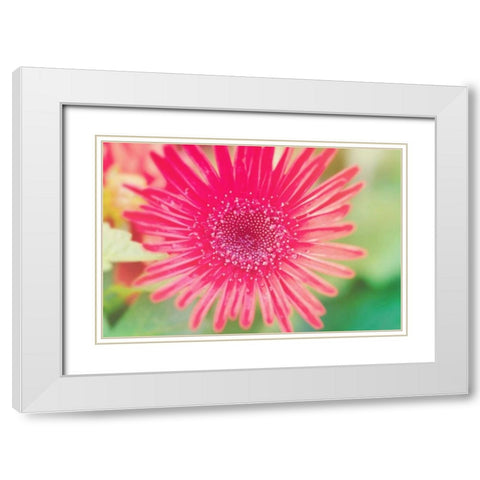 Pink Gerbera White Modern Wood Framed Art Print with Double Matting by Bryant, Susan