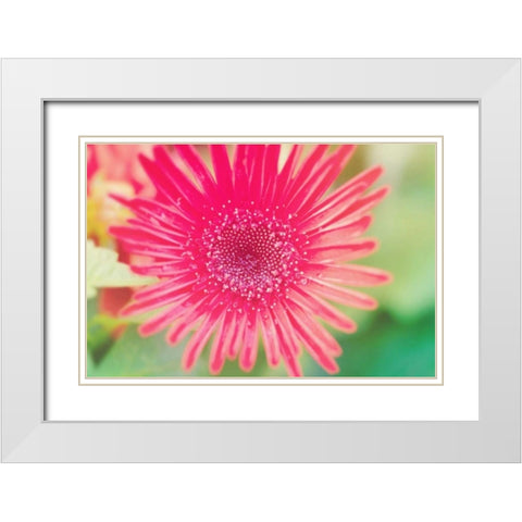 Pink Gerbera White Modern Wood Framed Art Print with Double Matting by Bryant, Susan
