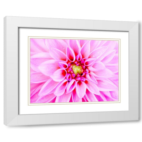 Pink Explosion I White Modern Wood Framed Art Print with Double Matting by Bryant, Susan