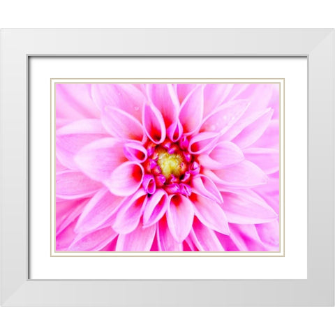 Pink Explosion I White Modern Wood Framed Art Print with Double Matting by Bryant, Susan