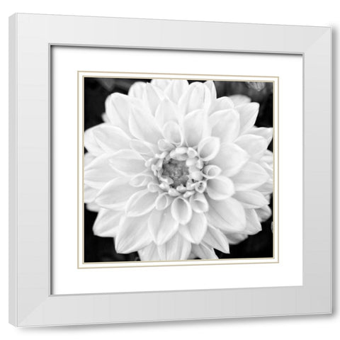 Black and White Gerber I White Modern Wood Framed Art Print with Double Matting by Bryant, Susan