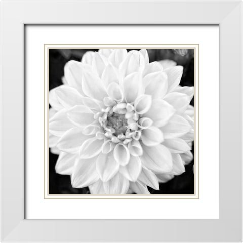 Black and White Gerber I White Modern Wood Framed Art Print with Double Matting by Bryant, Susan