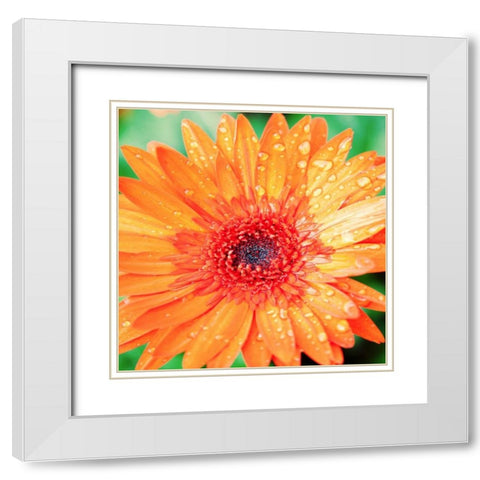 Mixed Gerber I White Modern Wood Framed Art Print with Double Matting by Bryant, Susan