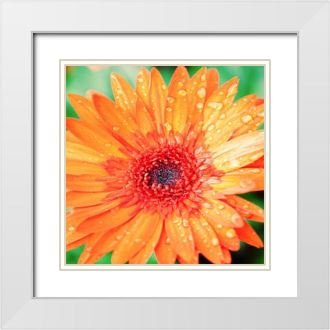 Mixed Gerber I White Modern Wood Framed Art Print with Double Matting by Bryant, Susan