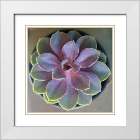 Close to Nature White Modern Wood Framed Art Print with Double Matting by Bryant, Susan