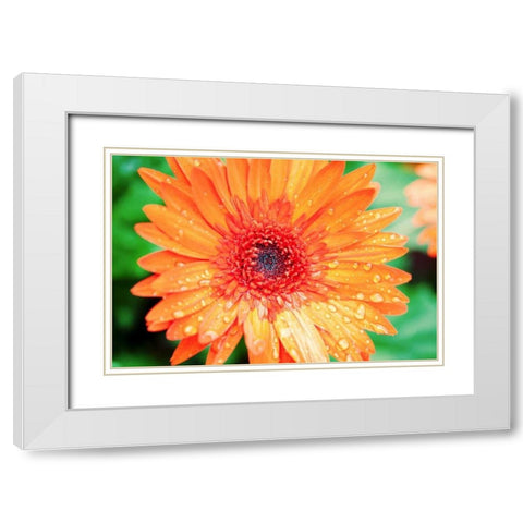 Orange Gerbera White Modern Wood Framed Art Print with Double Matting by Bryant, Susan