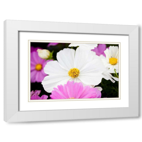 Daisies II White Modern Wood Framed Art Print with Double Matting by Bryant, Susan
