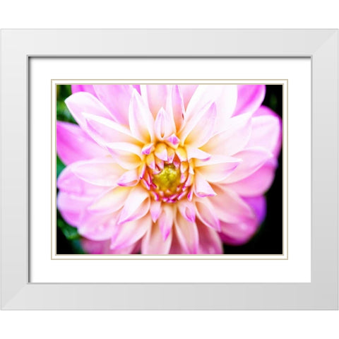 Pink Explosion II White Modern Wood Framed Art Print with Double Matting by Bryant, Susan
