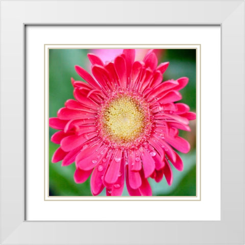 Mixed Gerber II White Modern Wood Framed Art Print with Double Matting by Bryant, Susan