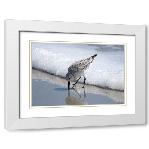 Sandpiper I White Modern Wood Framed Art Print with Double Matting by Nawrocke, Bruce