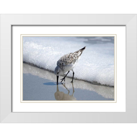 Sandpiper I White Modern Wood Framed Art Print with Double Matting by Nawrocke, Bruce