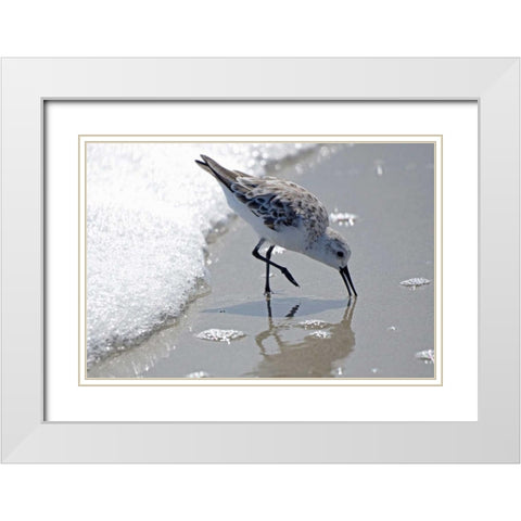 Sandpiper II White Modern Wood Framed Art Print with Double Matting by Nawrocke, Bruce
