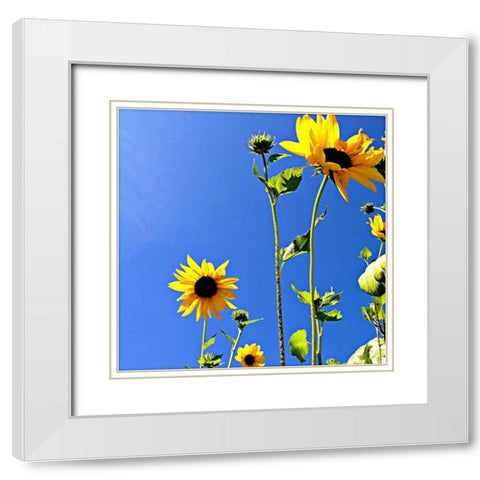 Sunflowers and Sky White Modern Wood Framed Art Print with Double Matting by Saghini, Lisa Hill