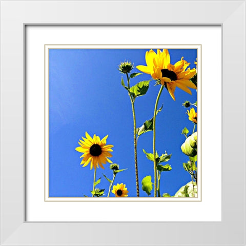 Sunflowers and Sky White Modern Wood Framed Art Print with Double Matting by Saghini, Lisa Hill