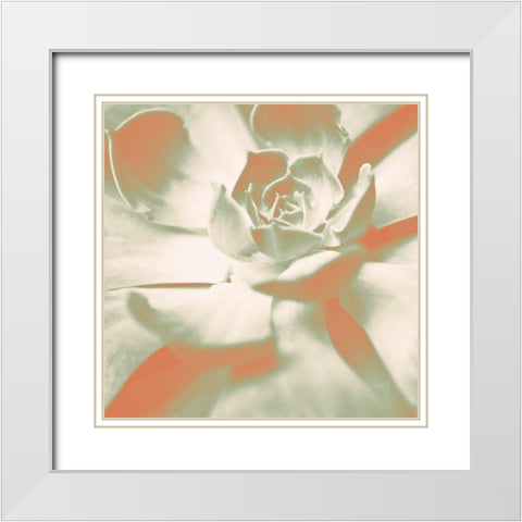 Terracotta Succulent White Modern Wood Framed Art Print with Double Matting by Bryant, Susan