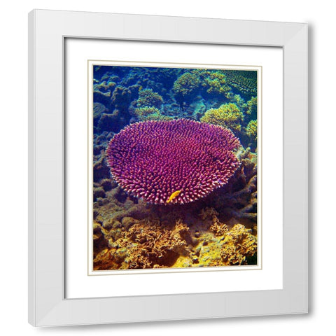 Barrier Reef Coral II White Modern Wood Framed Art Print with Double Matting by Mansfield, Kathy