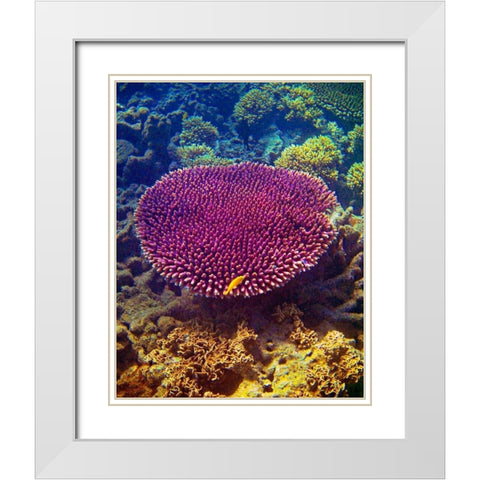 Barrier Reef Coral II White Modern Wood Framed Art Print with Double Matting by Mansfield, Kathy