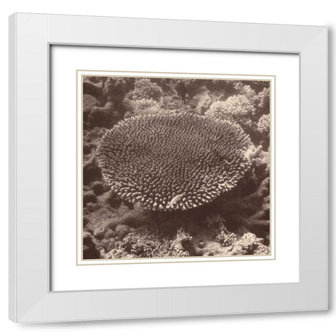 Sepia Barrier Reef Coral II White Modern Wood Framed Art Print with Double Matting by Mansfield, Kathy