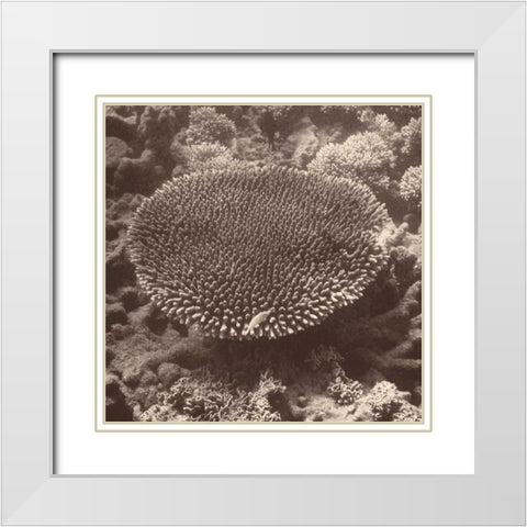 Sepia Barrier Reef Coral II White Modern Wood Framed Art Print with Double Matting by Mansfield, Kathy