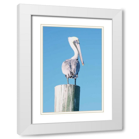 Pelican Perched I White Modern Wood Framed Art Print with Double Matting by Mansfield, Kathy