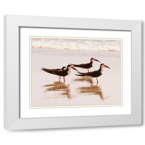 Black Skimmers I (close up) White Modern Wood Framed Art Print with Double Matting by Mansfield, Kathy