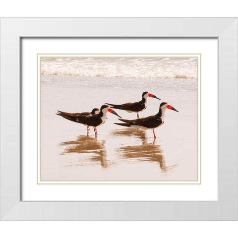 Black Skimmers I (close up) White Modern Wood Framed Art Print with Double Matting by Mansfield, Kathy