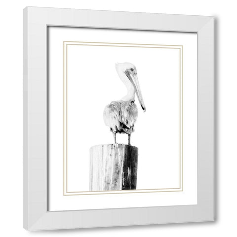 BW Pelican White Modern Wood Framed Art Print with Double Matting by Mansfield, Kathy