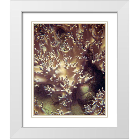 Barrier Reef Coral I White Modern Wood Framed Art Print with Double Matting by Mansfield, Kathy