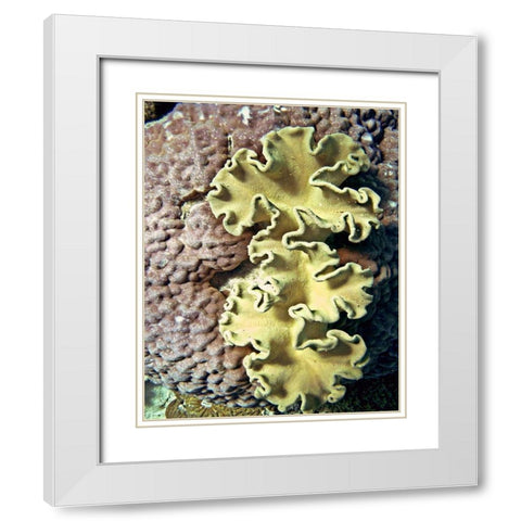 Barrier Reef Coral IV White Modern Wood Framed Art Print with Double Matting by Mansfield, Kathy