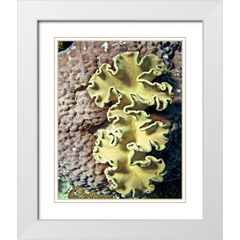 Barrier Reef Coral IV White Modern Wood Framed Art Print with Double Matting by Mansfield, Kathy