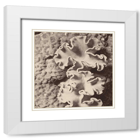 Sepia Barrier Reef Coral IV White Modern Wood Framed Art Print with Double Matting by Mansfield, Kathy