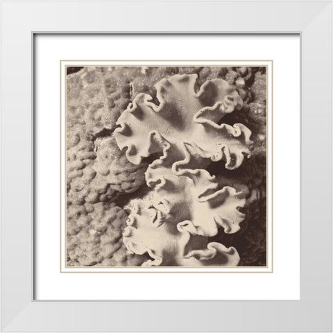 Sepia Barrier Reef Coral IV White Modern Wood Framed Art Print with Double Matting by Mansfield, Kathy