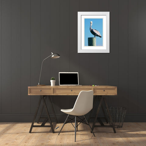 Pelican Perched II White Modern Wood Framed Art Print with Double Matting by Mansfield, Kathy
