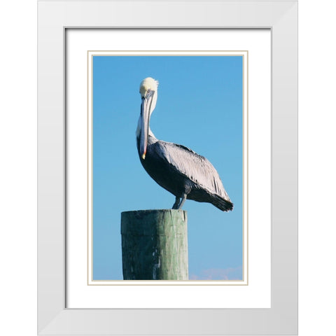 Pelican Perched II White Modern Wood Framed Art Print with Double Matting by Mansfield, Kathy