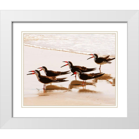 Black Skimmers II White Modern Wood Framed Art Print with Double Matting by Mansfield, Kathy
