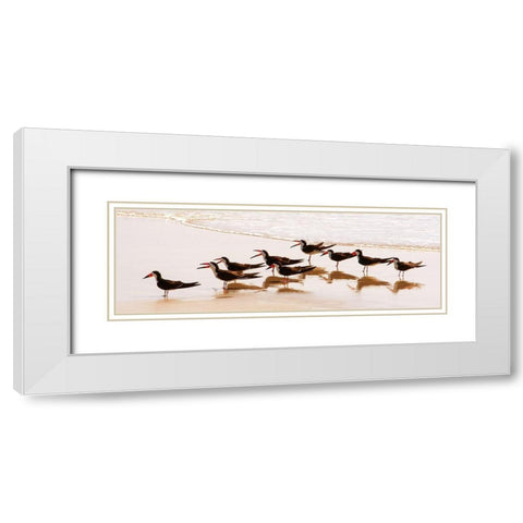 Black Skimmers II White Modern Wood Framed Art Print with Double Matting by Mansfield, Kathy