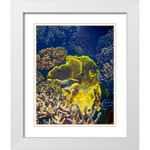 Barrier Reef Coral III White Modern Wood Framed Art Print with Double Matting by Mansfield, Kathy
