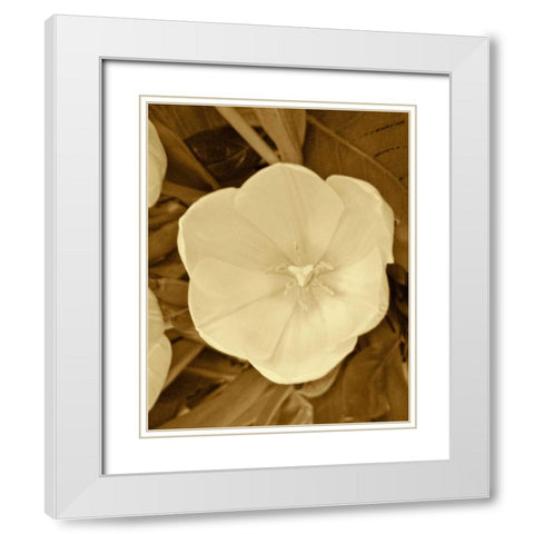 Sepia Blooms II White Modern Wood Framed Art Print with Double Matting by Rodriguez, Jairo