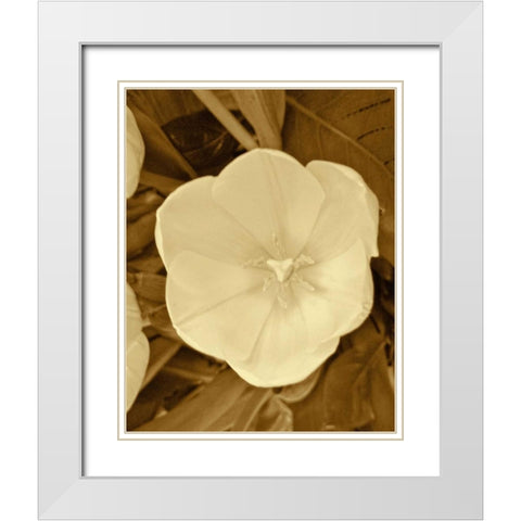 Sepia Blooms II White Modern Wood Framed Art Print with Double Matting by Rodriguez, Jairo