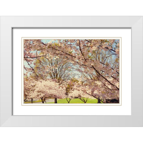 Blossom Beauty II White Modern Wood Framed Art Print with Double Matting by Mansfield, Kathy