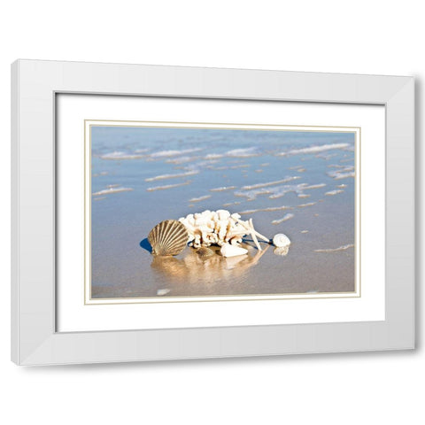 Seashell Reflection White Modern Wood Framed Art Print with Double Matting by Bryant, Susan