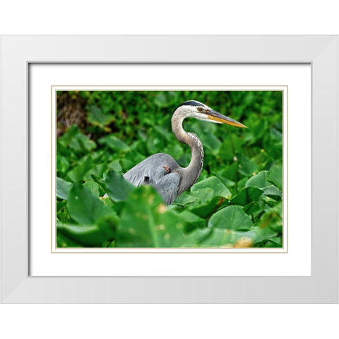 On The Lookout White Modern Wood Framed Art Print with Double Matting by Nawrocke, Bruce