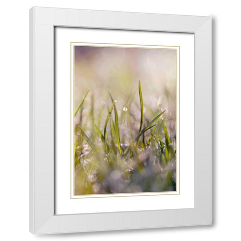 Soft Morning Dew I White Modern Wood Framed Art Print with Double Matting by Gardner, Sarah