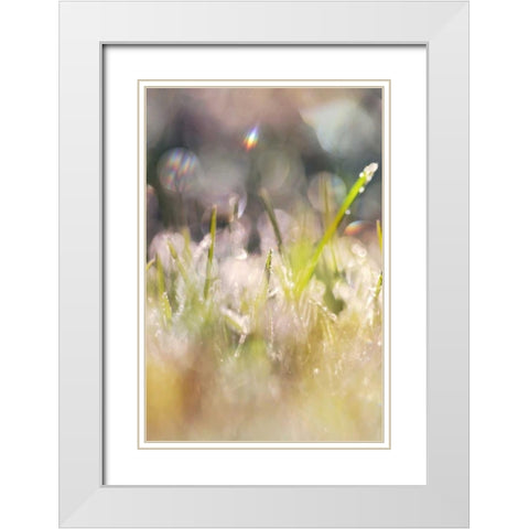 Soft Morning Dew II White Modern Wood Framed Art Print with Double Matting by Gardner, Sarah