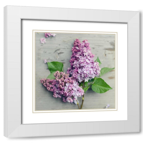 Fresh Lavender Blooms White Modern Wood Framed Art Print with Double Matting by Gardner, Sarah