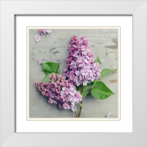 Fresh Lavender Blooms White Modern Wood Framed Art Print with Double Matting by Gardner, Sarah