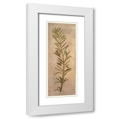 Captured Nature I White Modern Wood Framed Art Print with Double Matting by Johnson, Walt