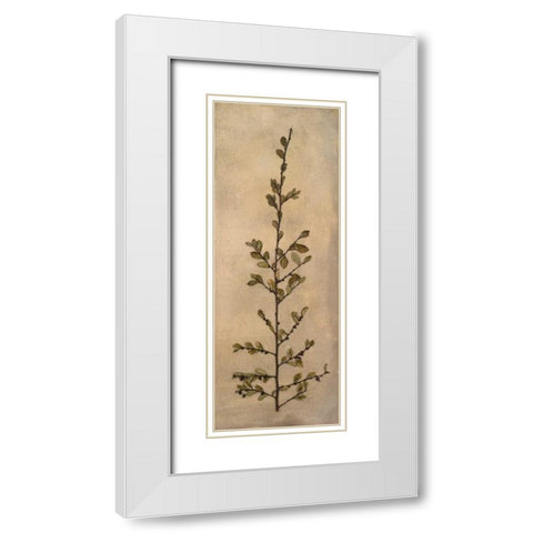 Captured Nature II White Modern Wood Framed Art Print with Double Matting by Johnson, Walt