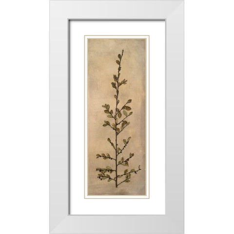 Captured Nature II White Modern Wood Framed Art Print with Double Matting by Johnson, Walt