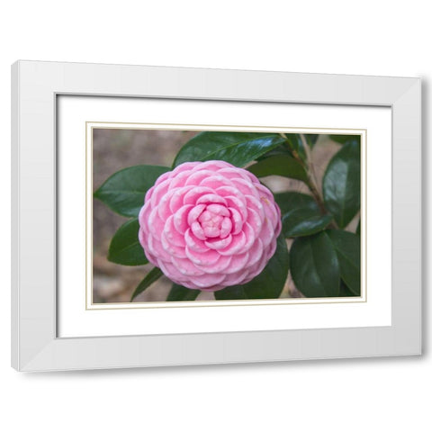 Pink Passion Camillia White Modern Wood Framed Art Print with Double Matting by Coppel, Anna